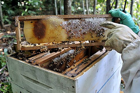 Beekeeper showing honeycomb, beekeeping in the Amazon rain forest is part of agricultural activity in a settlement of formerly landless peasants, land reform, Entre Rios Province, Mato Grosso, Brazil, South America