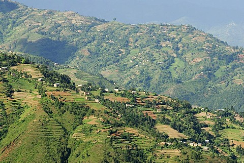 Rice terraces, hilly landscape, highland near Nagarkot, Bhaktapur, Kathmandu Valley, Nepal, Asia