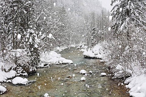 Erzbach brook during snowfall, between Eisenerz and Hieflau, Upper Styria, Styria, Austria, Europe