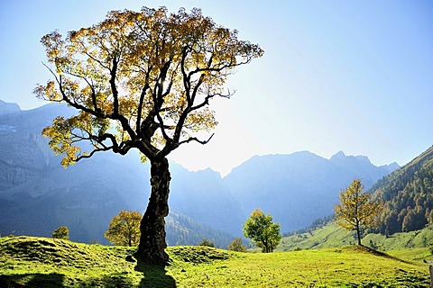 Sycamore maple tree (Acer pseudoplatanus) in Grosser Ahornboden alp near the village of Hinterriss in the Karwendel range near Vomp, Tyrol, Austria, Europe