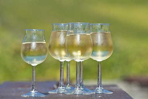 Wine glasses filled with white Riesling wine, Rheingau, Hesse, Germany, Europe