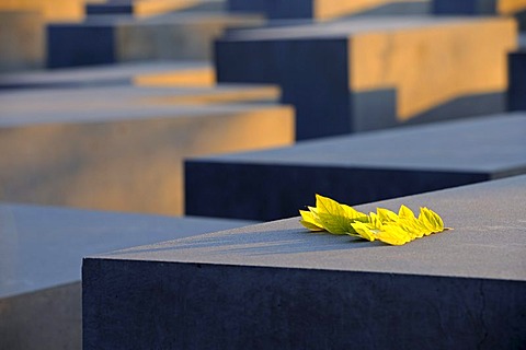 Concrete pillars of the Holocaust Memorial at sunrise, Memorial to the Murdered Jews of Europe, architect Peter Eisenman, Tiergarten district, Mitte, Berlin, Germany, Europe