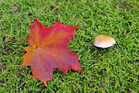 Autumn-coloured maple leaf (Acer), on a moss-covered trunk next to a mushroom, Brandenburg, Germany, Europe