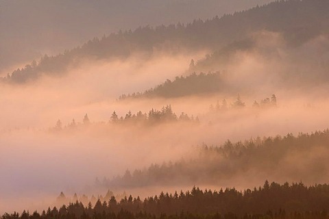 Fog over Nassen Grund, Elbe Sandstone Mountains, Saxony, Germany, Europe