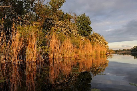 Eveningmood, Danube-Auen National Park, Lower Austria, Austria, Europe