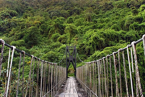 "Adventurous" suspension bridge in the Bolivian rain forest, Choro Trek, La Paz region, Bolivia, South America