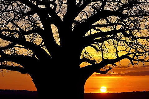 Baobab tree (Adansonia digitata), Tarangire National Park, Tanzania, Africa