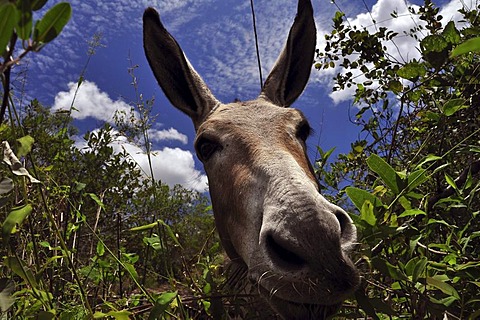 Curious donkey, Chapada Diamantina, Bahia, Brazil, South America