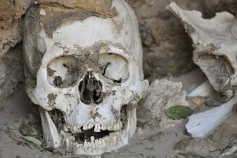 Skull with a coca leaf on a cemetery of mummies, Chauchilla, near Nasca, Atacama Desert, Peru, South America