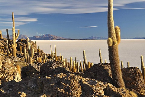 Cactuses on an island, Salar de Uyuni salt flat, Uyuni, Potosi, Bolivia, South America