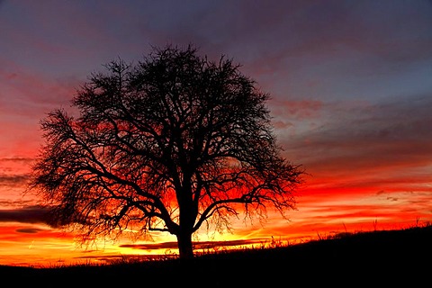 Apple tree in front of sunset, Hegau area, Landkreis Konstanz county, Baden-Wuerttemberg, Germany, Europe