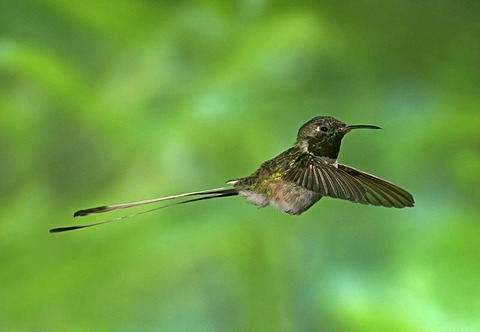 Peruvian Sheartail, hummingbird (Thaumastura cora), in captivity