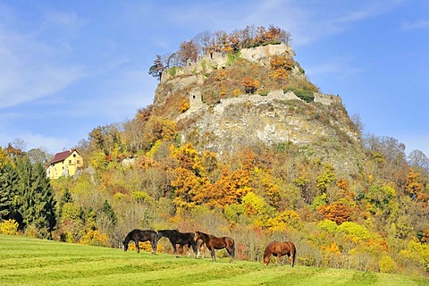 Horses standing on a meadow, Hegau landscape, Hohenkraehen mountain with Burg Hohenkraehen castle, volcano, district of Konstanz, or Constance, Baden-Wuerttemberg, Germany, Europe