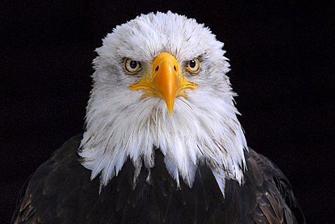 Bald Eagle (Haliaeetus leucocephalus, at Hellenthal Zoo, Hellenthal, North Rhine-Westphalia, Germany, Europe