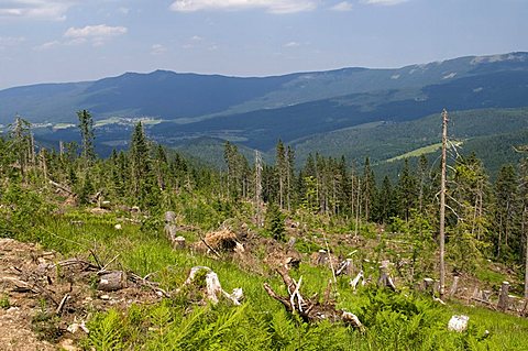 Forest damage in the coniferous forest on Mt. Grosser Arber, Naturpark Bayerischer Wald nature park, Bavaria, Germany, Europe