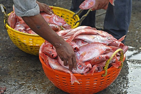 Freshly caught fish in a plastic basket, Beypore, Kerala, Malabar Coast, southern India, Asia