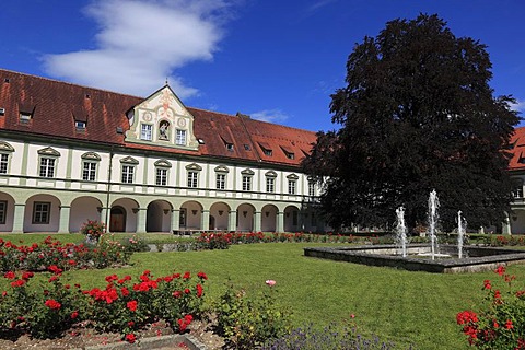 Copper beech in the courtyard of Kloster Benediktbeuren monastery, former Benedictine abbey, Bad Toelz-Wolfratshausen district, Bavaria, Germany, Europe