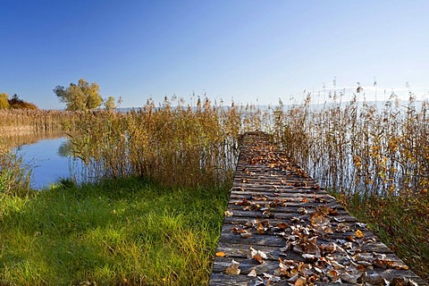 Small jetty covered with foilage near Hegne on Lake Constance, Baden-Wuerttemberg, Germany, Europe, PublicGround