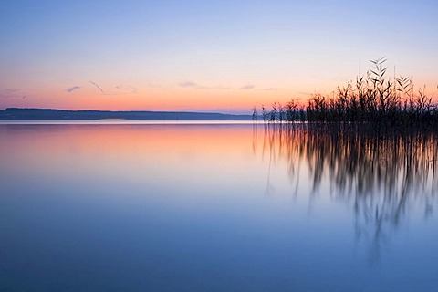 Evening mood with reeds near Birnau monastery on Lake Constance, Baden-Wuerttemberg, Germany, Europe