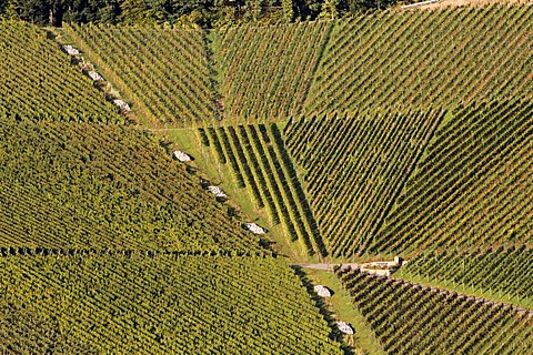 Vineyards of Ortenberg near Offenburg, Baden-Wuerttemberg, Germany, Europe