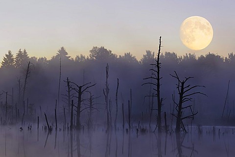 Moon over Schwenninger Moos Nature Reserve, source of the Neckar River, Villingen-Schwenningen, Black Forest, Baden-Wuerttemberg, Germany, Europe, composite image