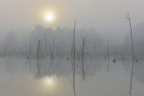 Schwenninger Moos nature reserve, fog, Neckar river head, Villingen-Schwenningen, Black Forest, Baden-Wuerttemberg, Germany, Europe