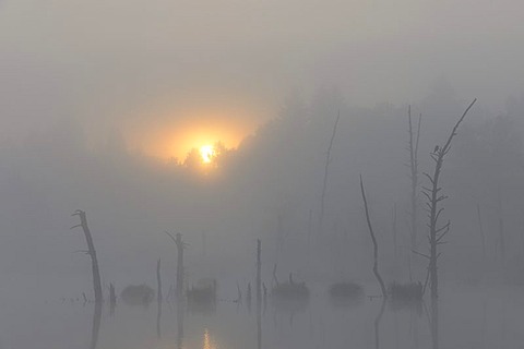 Schwenninger Moos nature reserve in fog, source of the Neckar, Villingen-Schwenningen, Black Forest, Baden-Wuerttemberg, Germany, Europe