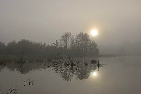 Schwenninger Moos nature reserve in fog, source of the Neckar, Villingen-Schwenningen, Black Forest, Baden-Wuerttemberg, Germany, Europe