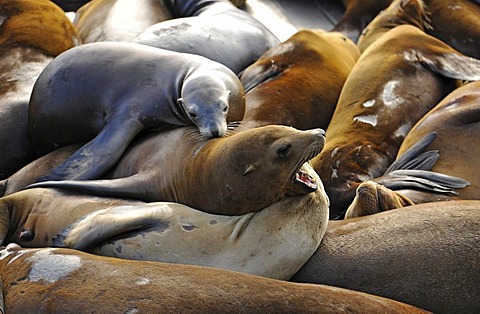 California sea lions (Zalophus californianus) at Pier 39, Fisherman's Wharf, port, San Francisco, California, United States of America, PublicGround