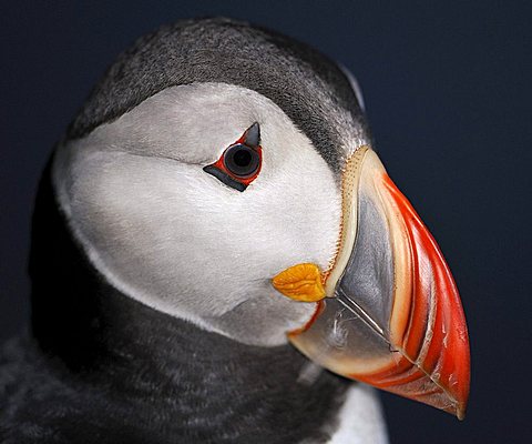 Atlantic Puffin close up (Fratercula arctica), Latrabjarg, Westfjords, Iceland, Europe