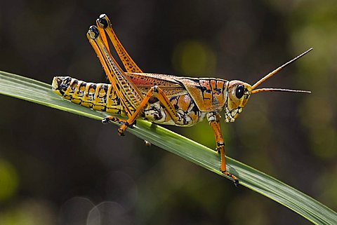 Plains Lubber Grasshopper (Brachystola magna), Anhinga Trail, Everglades National Park, Florida, USA, North America