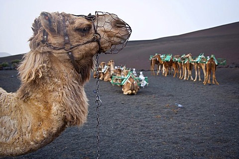 Camels in Timanfaya Volcanoe National Park in Lanzarote, Canary Islands, Spain, Europe