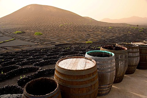 Wine barrels in Museum of Wine in La Geria, where wine is grown in full volcanic ash, a production that is unique in the world, Lanzarote, Canary Islands, Spain, Europe