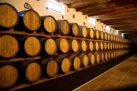 Wine barrels in Museum of Wine in La Geria, where wine is grown in full volcanic ash, a production that is unique in the world, Lanzarote, Canary Islands, Spain, Europe