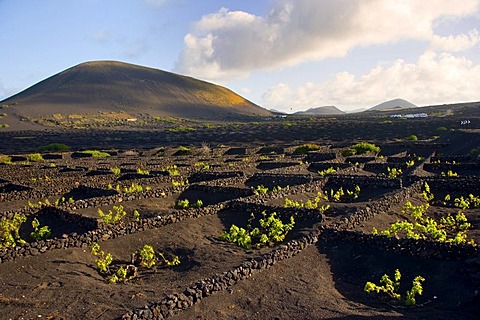 Wine growing in full volcanic ash, a production that is unique in the world, La Geria, Lanzarote, Canary Islands, Spain, Europe