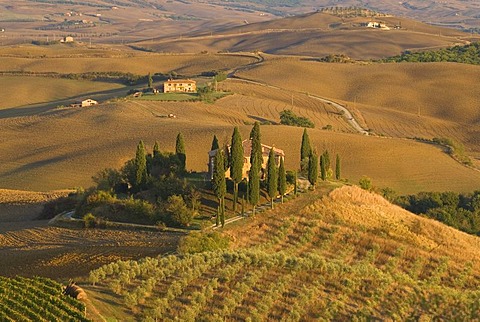 A farm house in Tuscany surrounded by olive trees and cypress trees, Italy, Europe