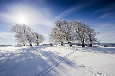 Snow-covered beech trees on Mt Schauinsland, Freiburg im Breisgau, Black Forest, Baden-Wuerttemberg, Germany, Europe