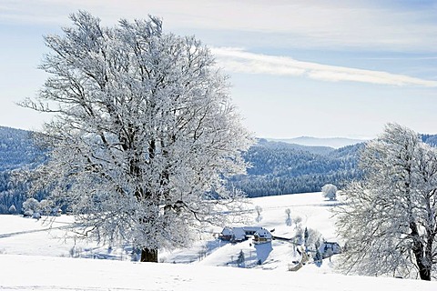 Snow-covered beech trees in Hofsgrund on Mt Schauinsland, Freiburg im Breisgau, Black Forest, Baden-Wuerttemberg, Germany, Europe