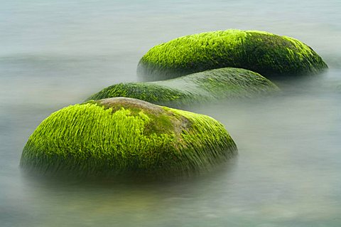 Stones with algae in the Baltic sea near the Island of Ruegen