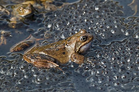 Common Frog (Rana temporaria), in the midst of spawn