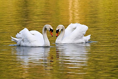 Mute swans (Cygnus olor), mating behavior