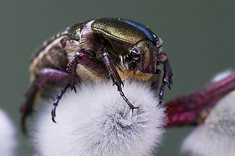 Rose Chafer (Cetonia aurata)