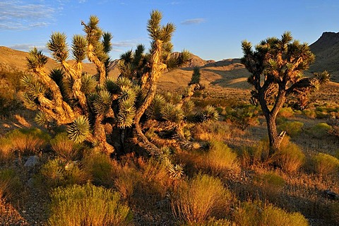 Joshua tree (Yucca brevifolia) in the Beaver Dam Wash National Conservation Area, Mojave Desert, Utah, USA, North America