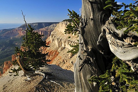 Ancient Bristlecone pine (Pinus longaeva) at Powell Point, Escalante Mountains, Dixie National Forest, Utah, USA, North America