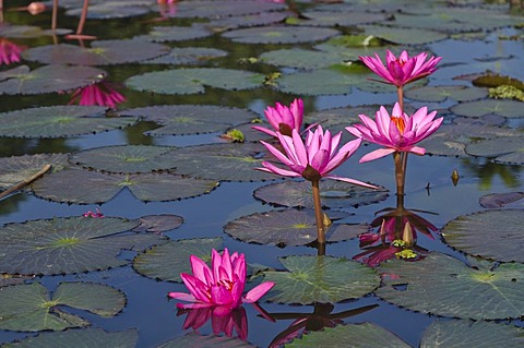 Water lilies (Nymphaea) growing in a little lake, Moran, Assam, India, Asia