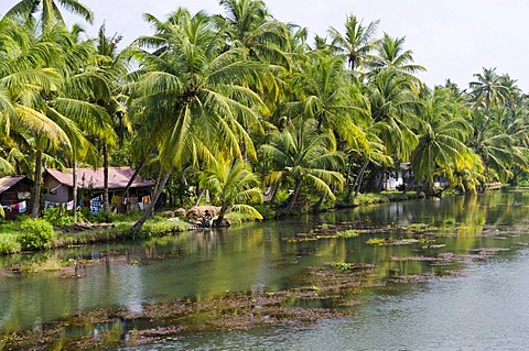 The landscape of the backwaters in Kerala, India, Asia