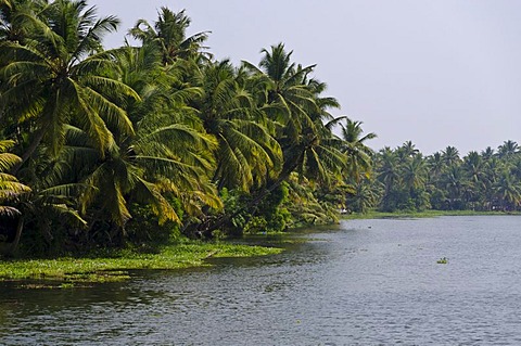 The landscape of the backwaters in Kerala, India, Asia