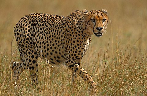 Cheetah (acinonyx jubatus), Masai Mara, Kenya, Africa,