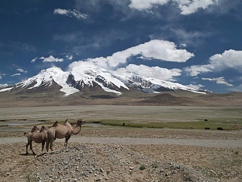 Bactrian camels (Camelus bactrianus), in front of Muztag Ata, 7546m, "Father of Ice Mountains", one of the highest peaks in Pamir, Kashgar, Xinjiang, China, Asia