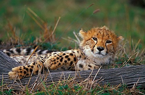 Cheetah (acinonyx jubatus), Masai Mara, Kenya, Africa,